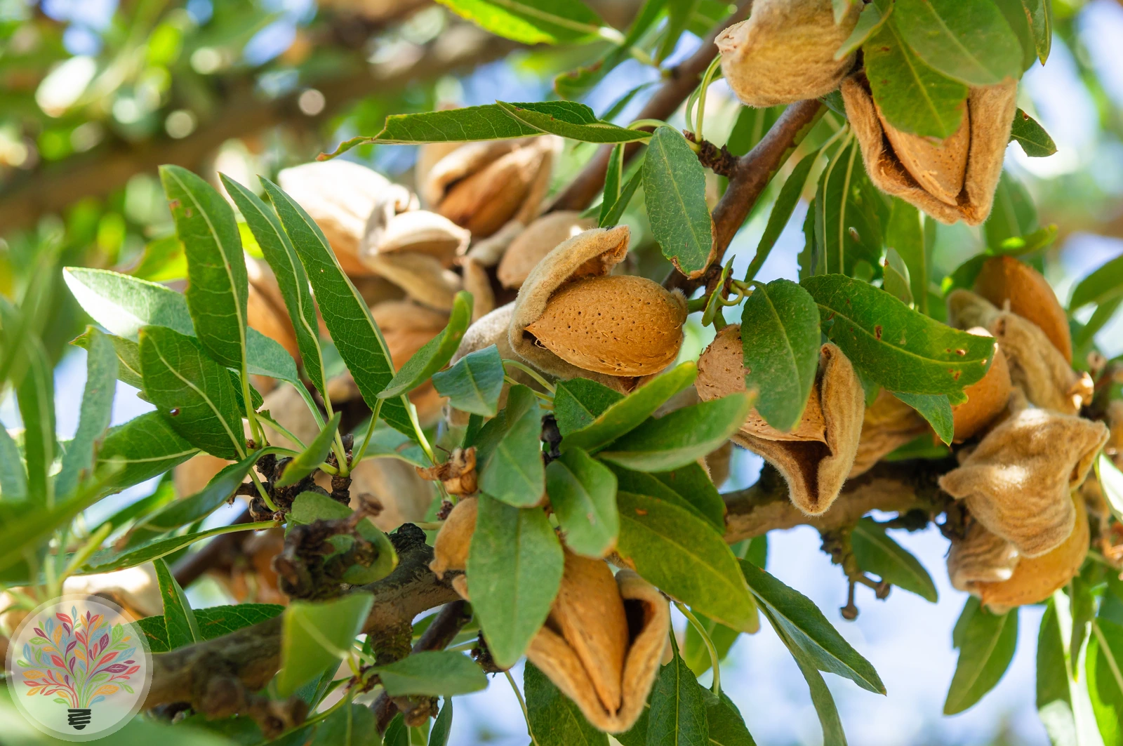 Prunus amygdalus – Bild 4 von 6