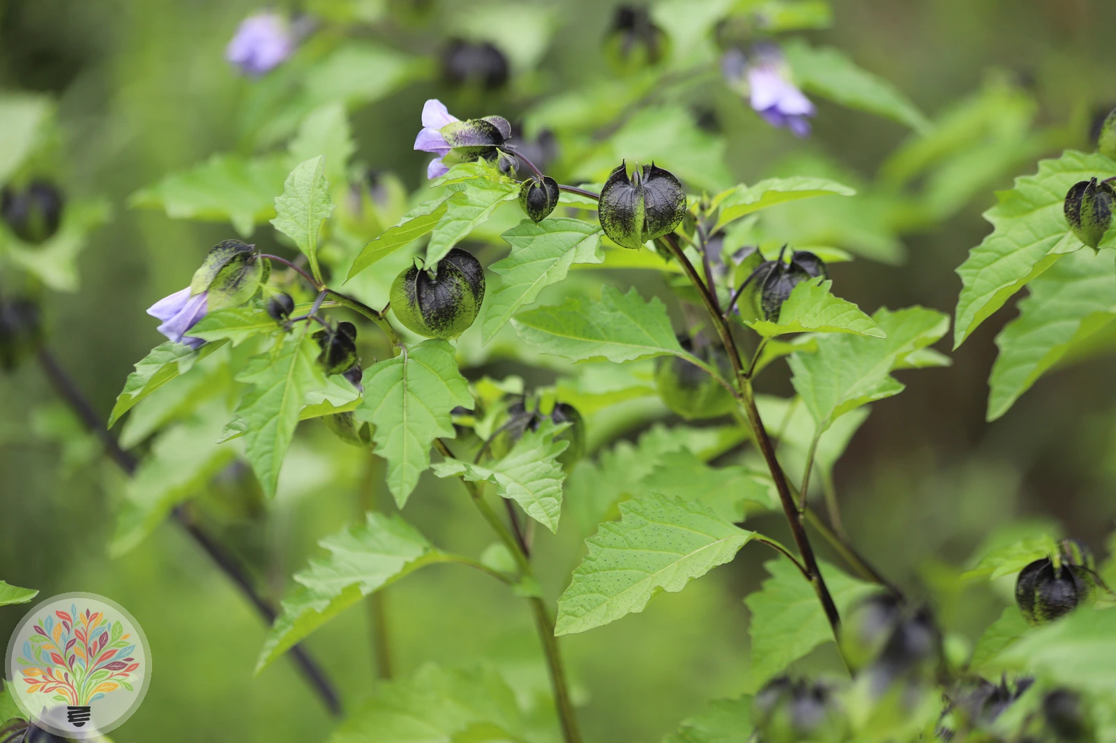 Alkekengi officinarum var. franchetii – Afbeelding 2 van 4