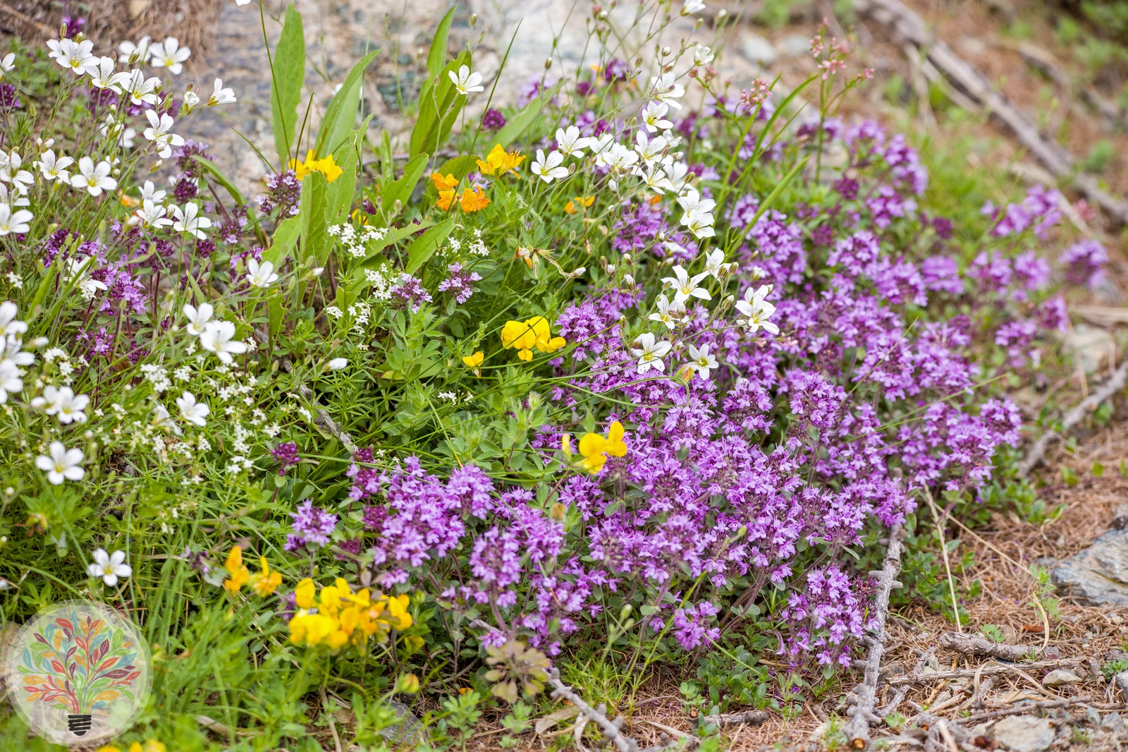 Frühblühender Thymian – Bild 2 von 3