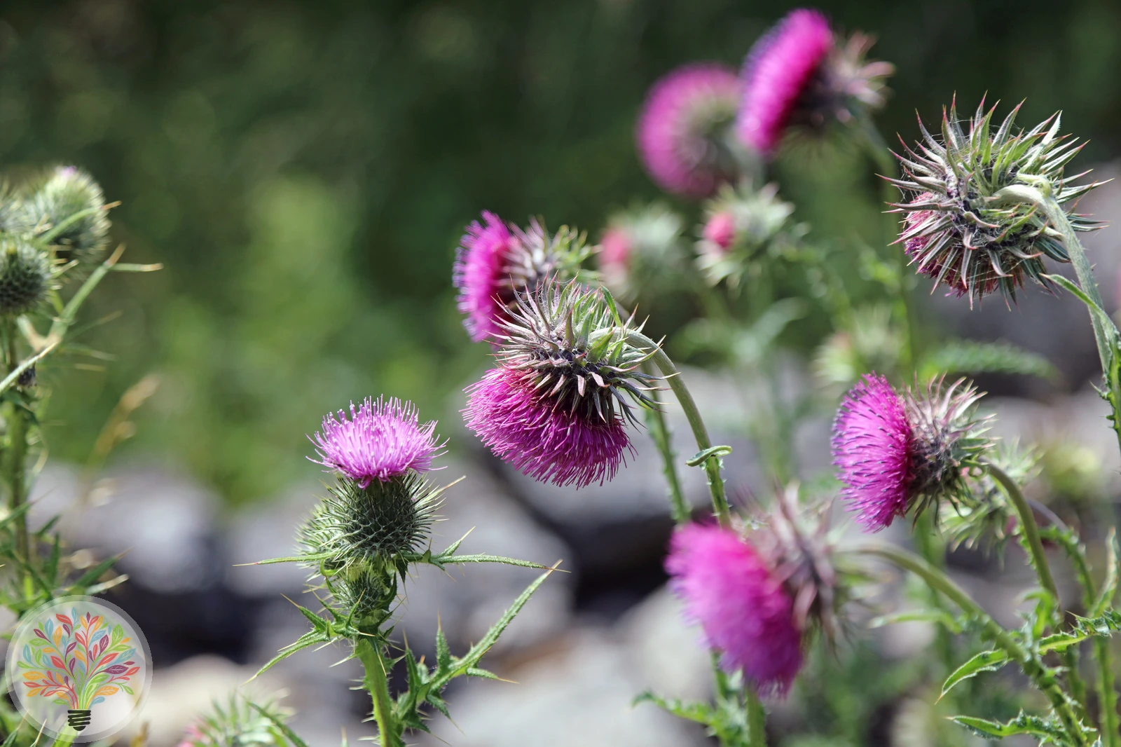 Nickende Distel – Bild