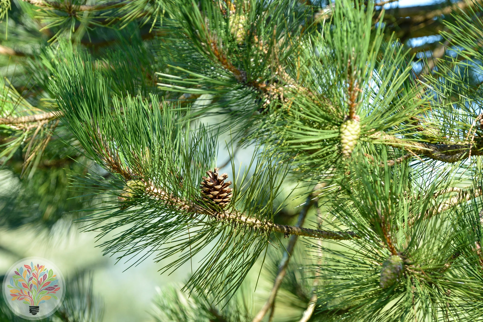 Pinus pinaster – Afbeelding 3 van 5