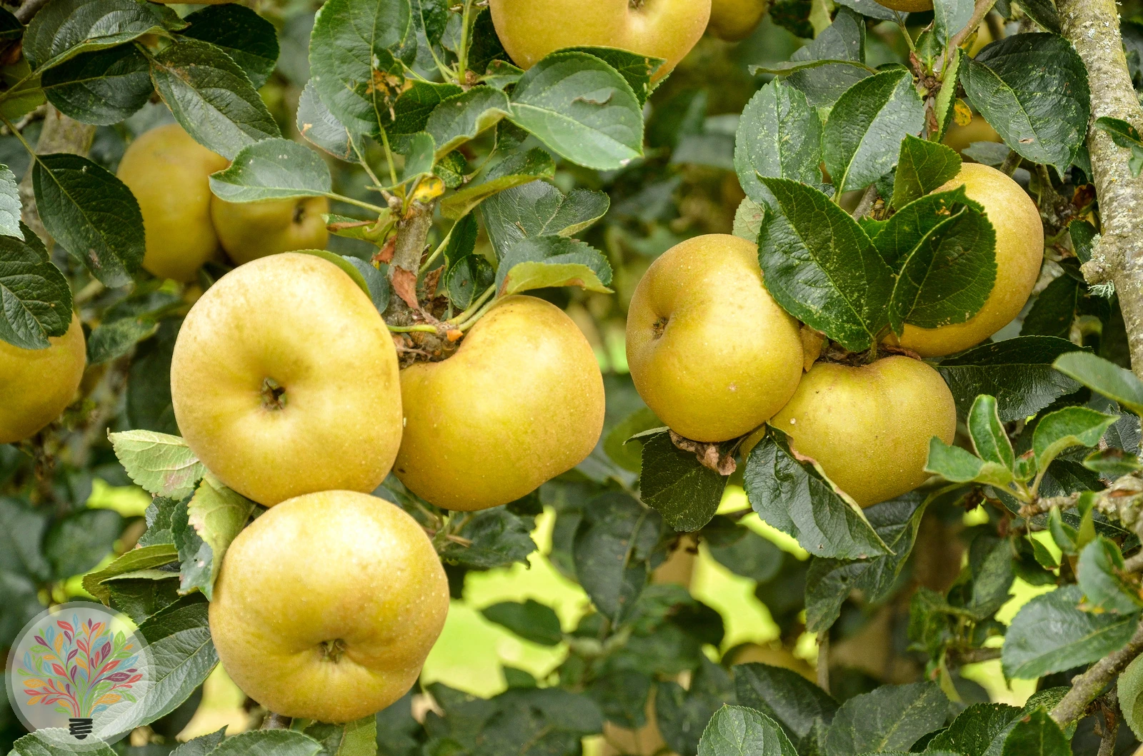 Malus domestica – Afbeelding 15 van 22
