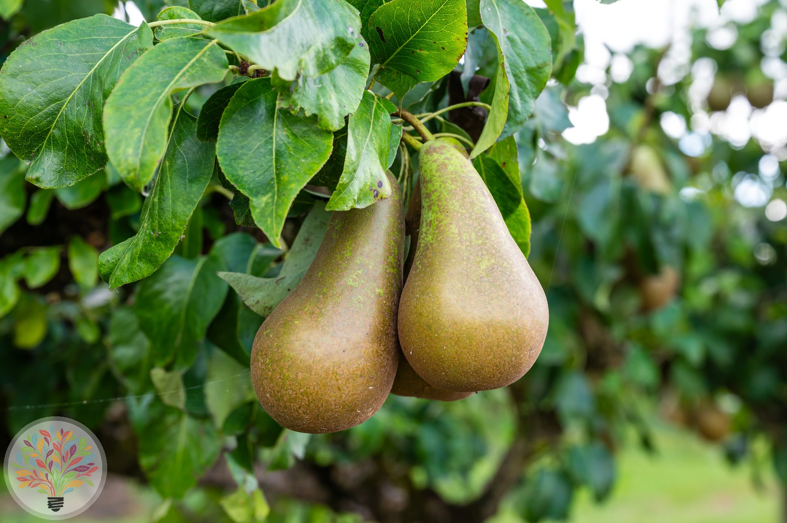 Pyrus communis – Afbeelding 17 van 18
