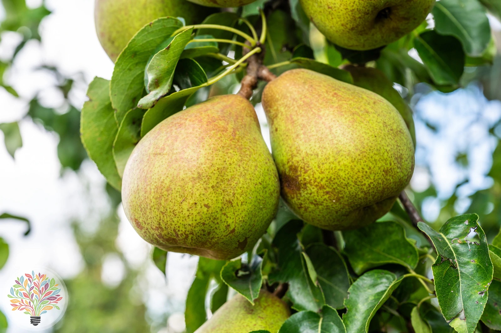 Pyrus communis – Afbeelding 16 van 18