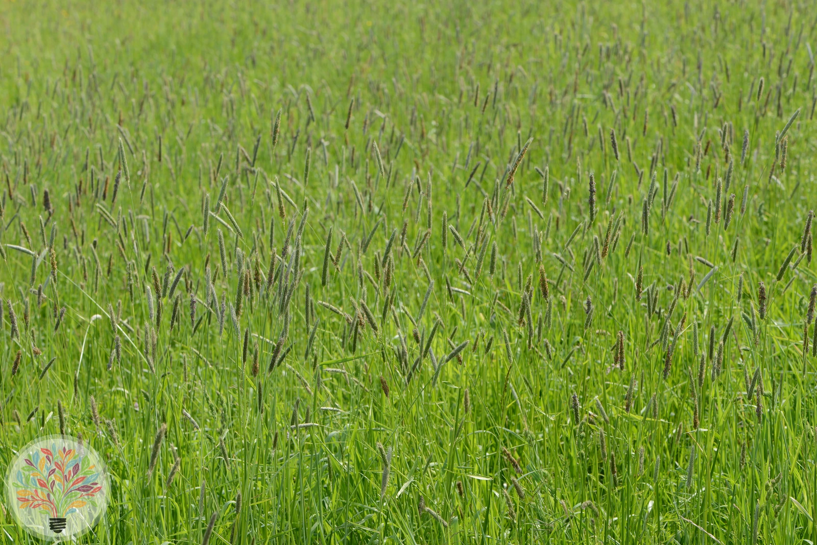 Alopecurus pratensis – Afbeelding 3 van 3