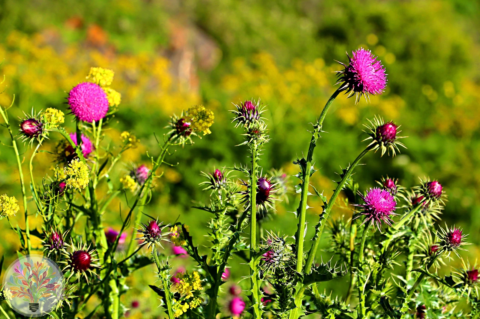 Nickende Distel – Bild 2 von 3