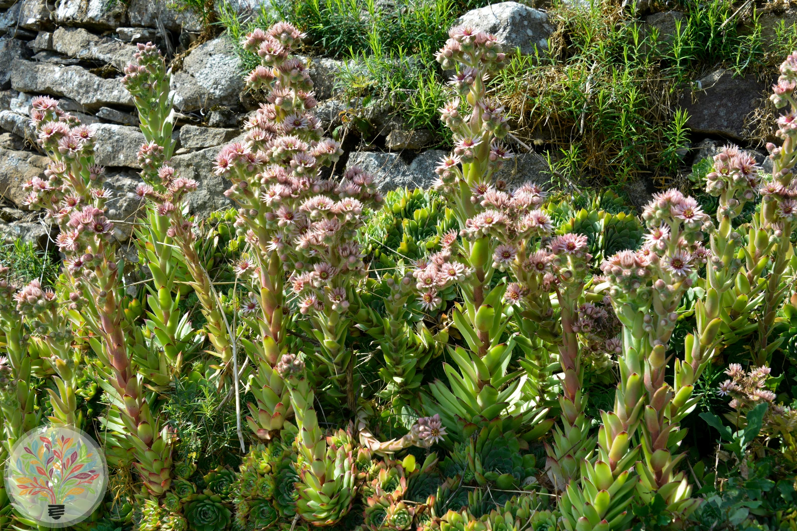 Dach-Hauswurz – Bild