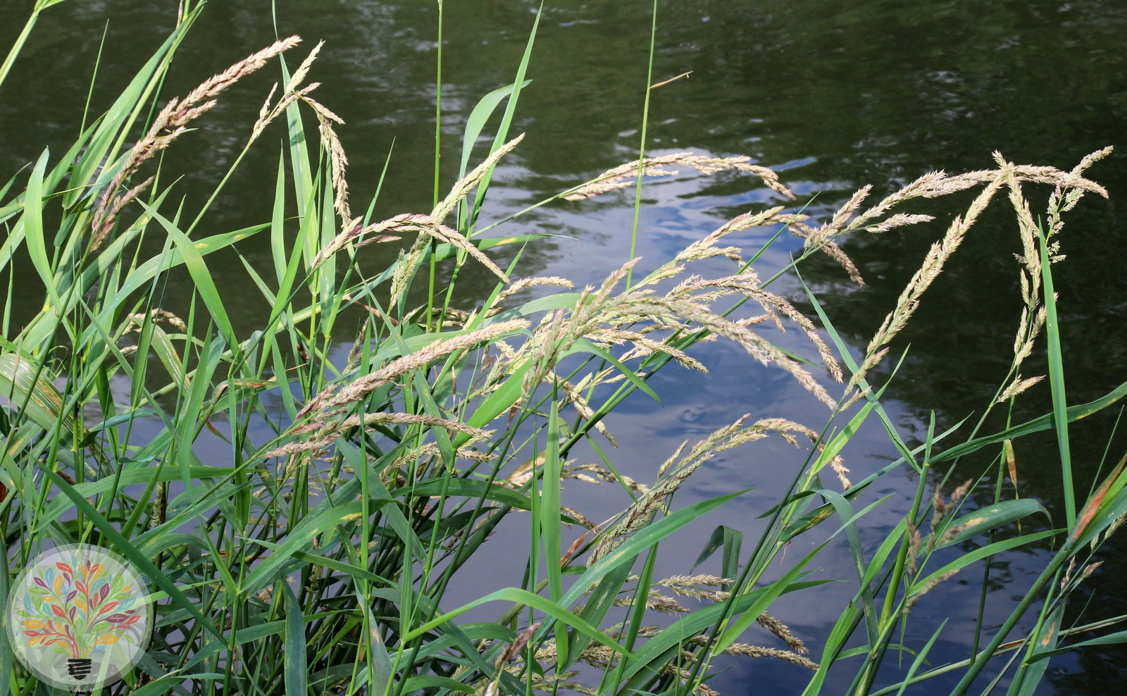 Rohr-Glanzgras – Bild