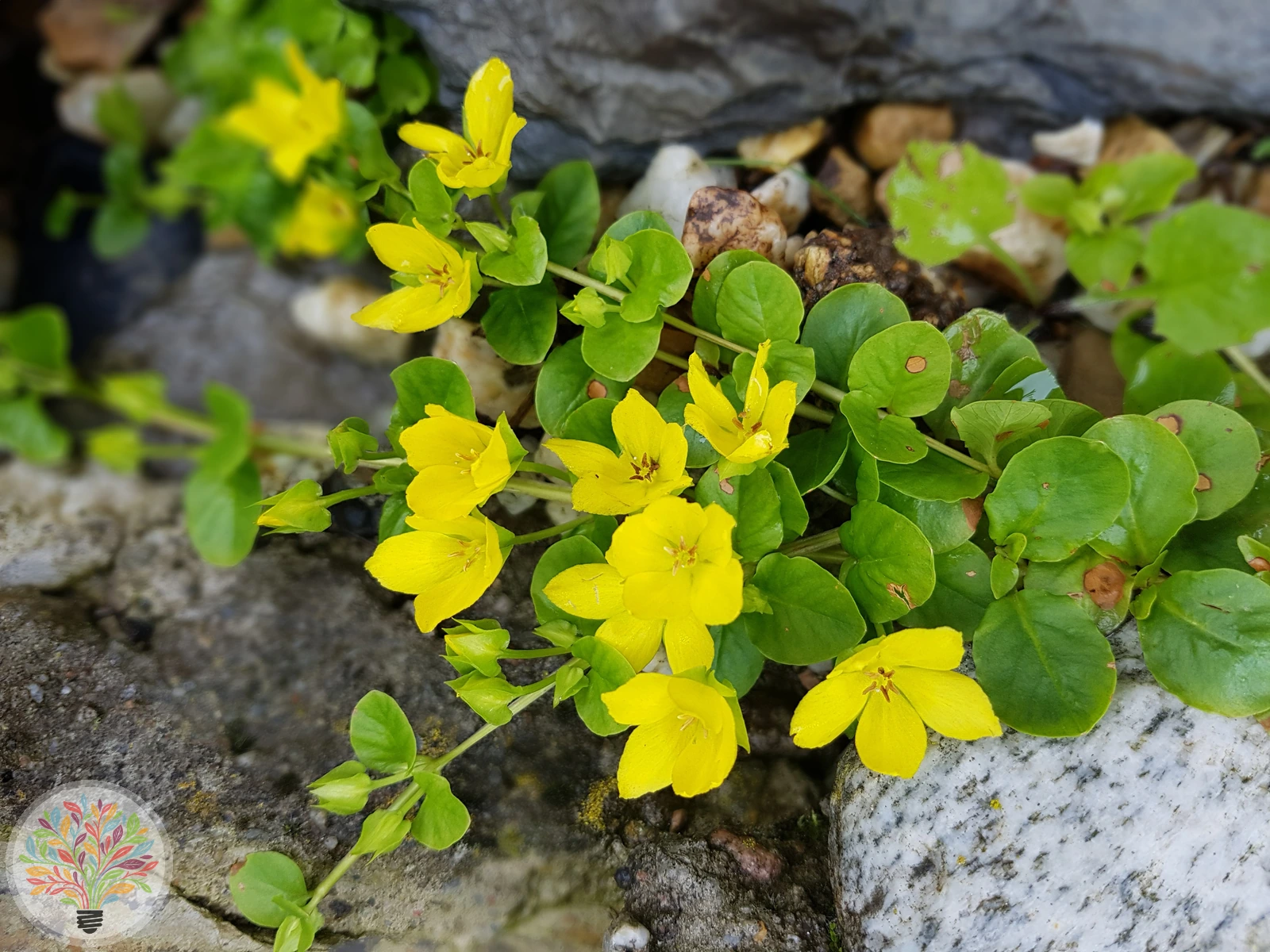 Pfennig-Gilbweiderich – Bild