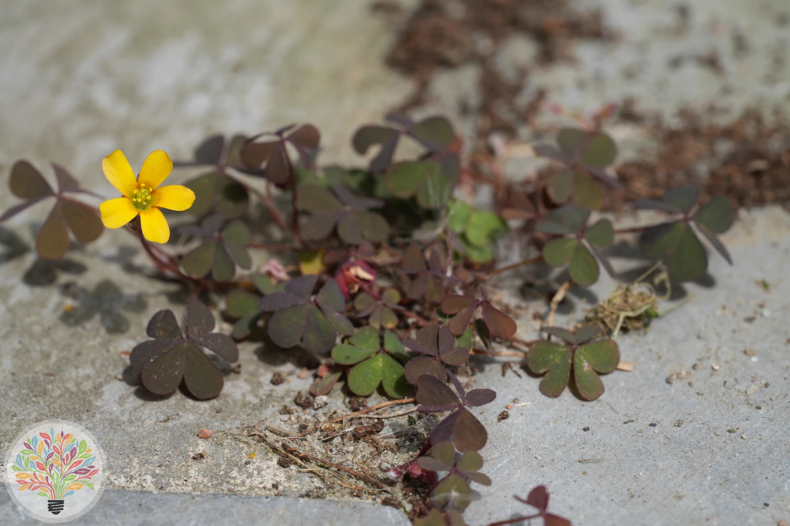 Gehörnter Sauerklee – Bild