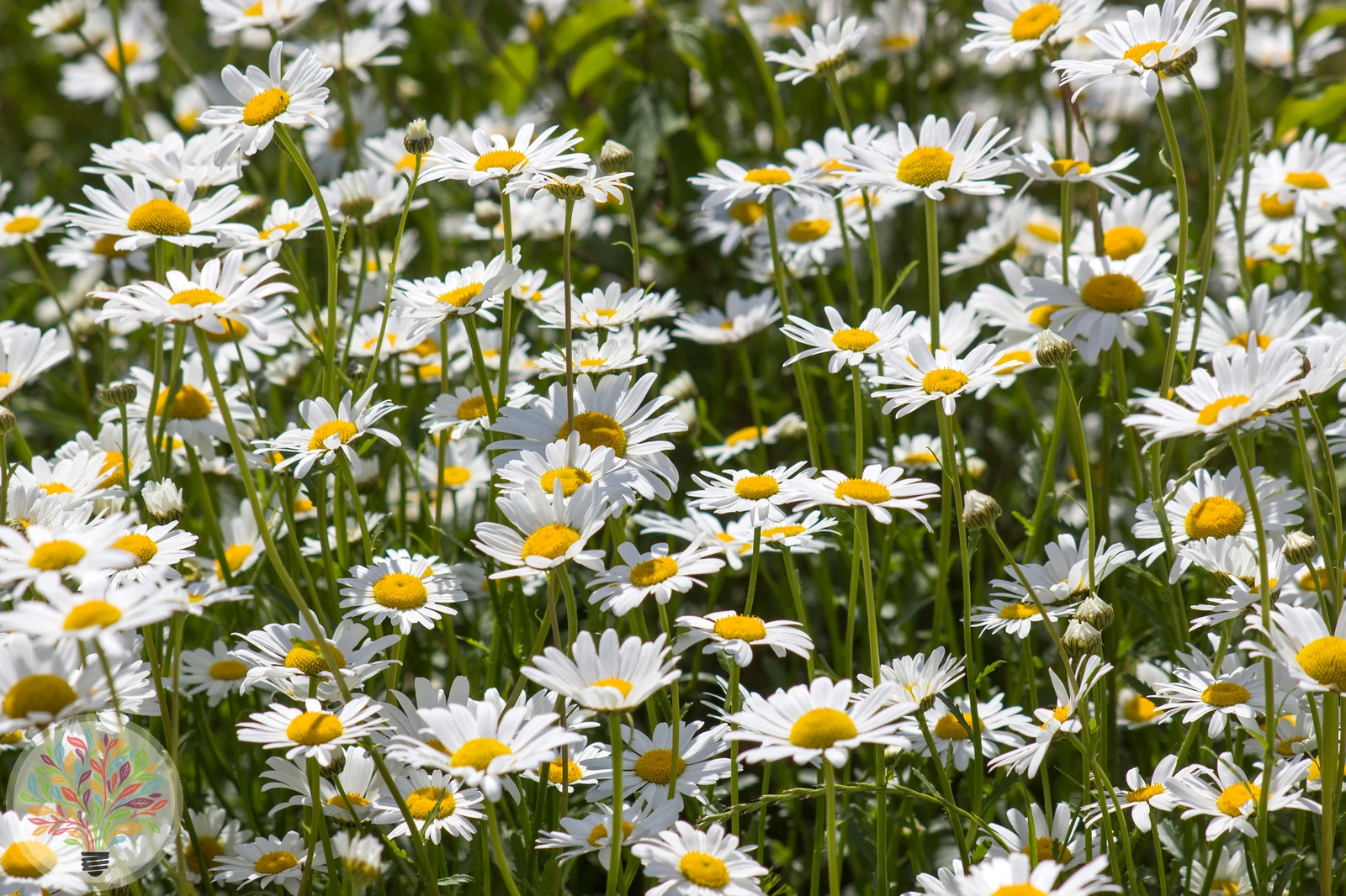 Wiesen-Margerite – Bild 1 von 3