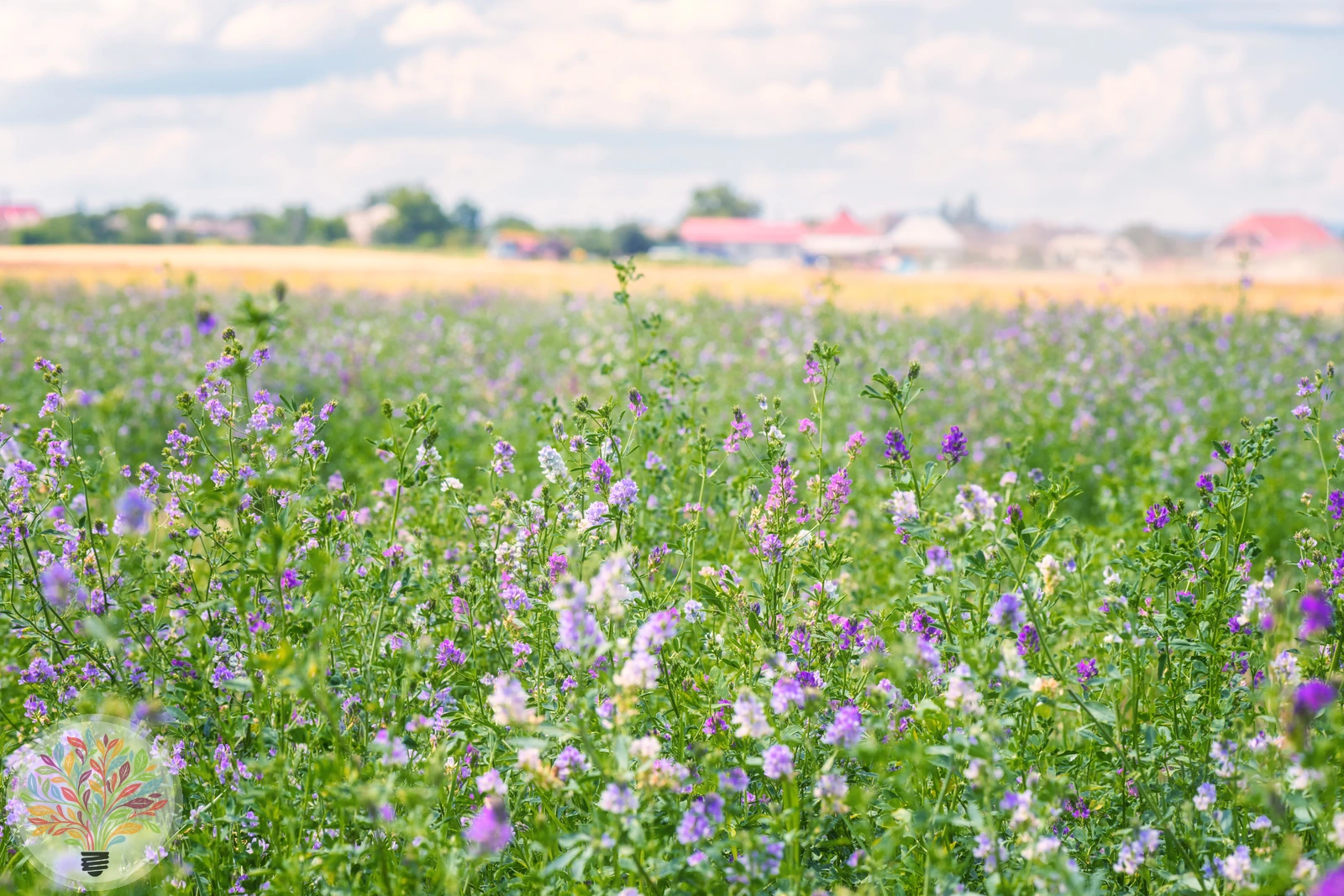 Saat-Luzerne – Bild
