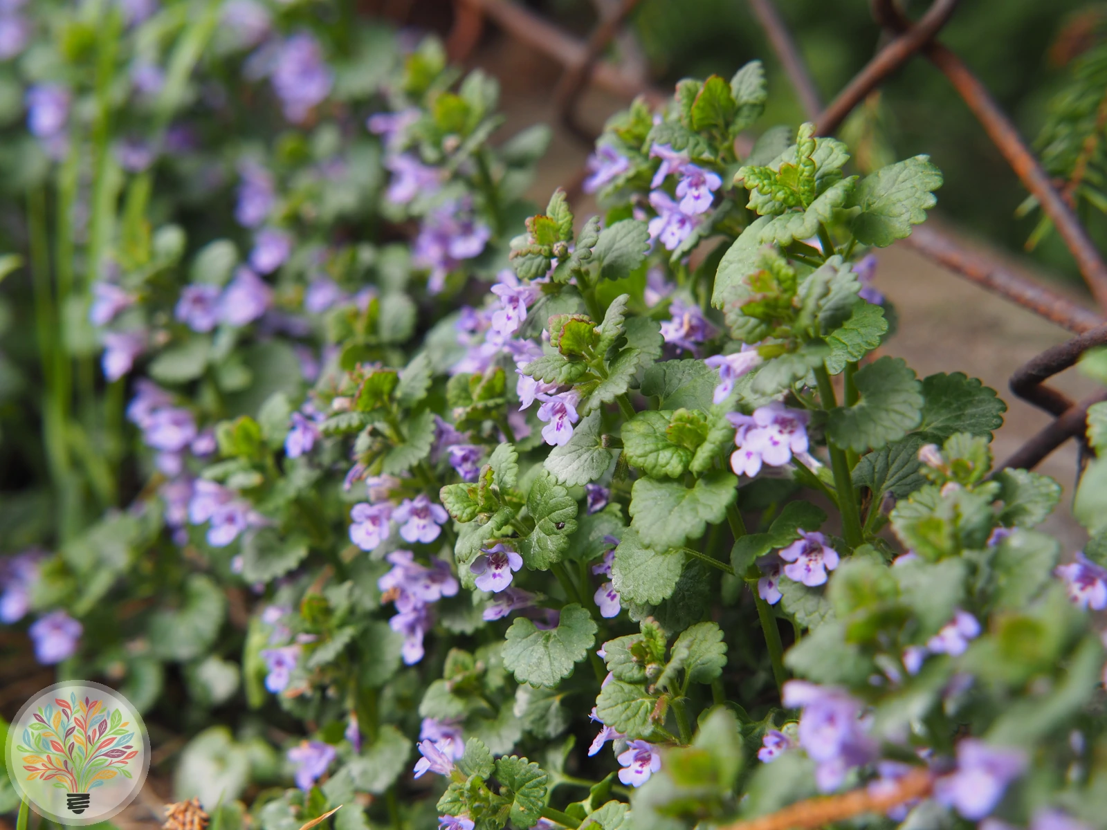 Gewöhnlicher Gundermann – Bild
