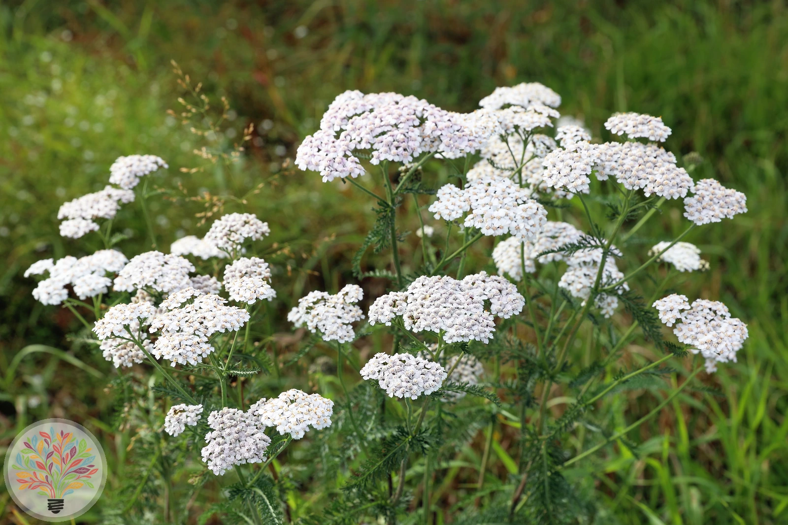 Gebirgs-Wiesen-Schafgarbe – Bild 1 von 2