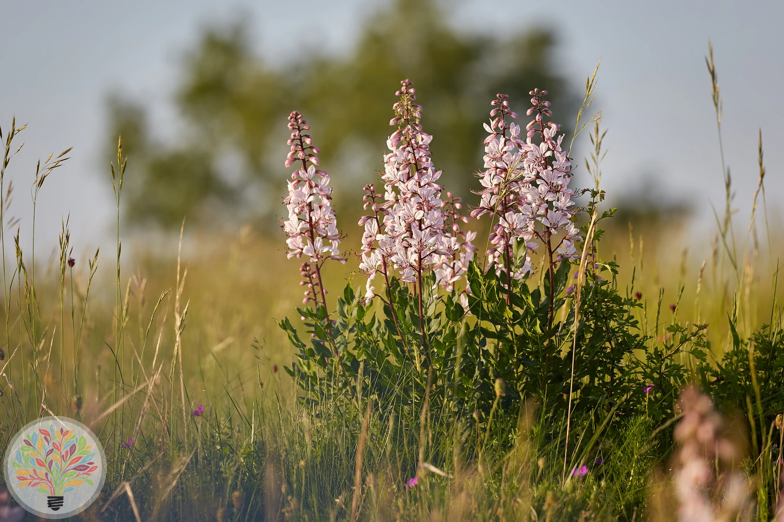 Gewöhnlicher Diptam – Bild