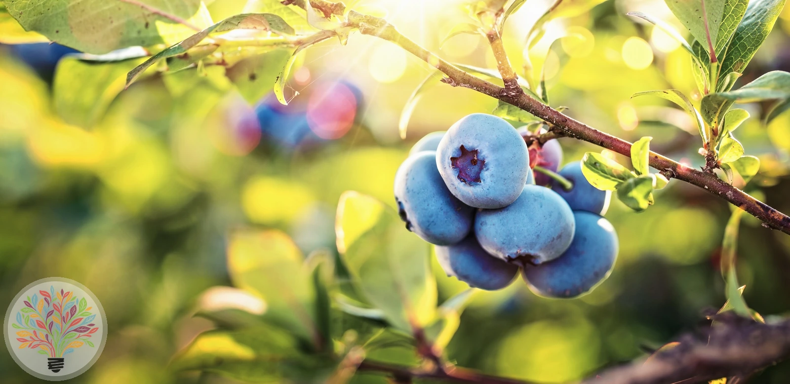 Heidelbeere – Bild 2 von 2