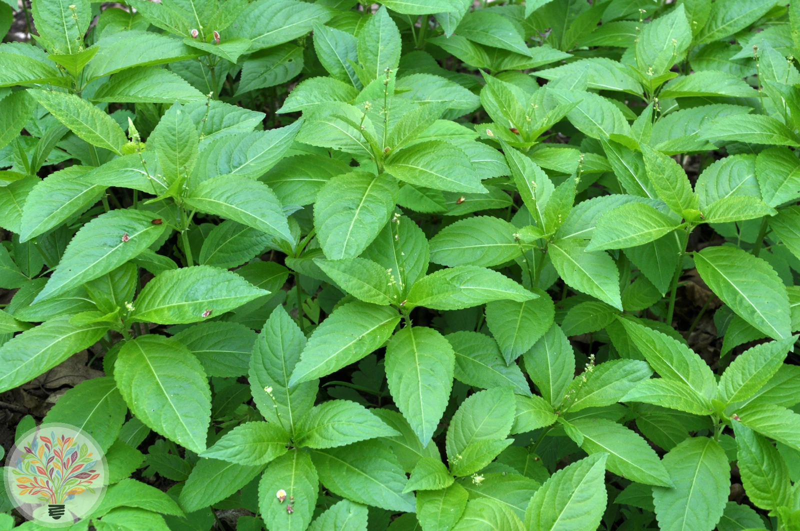 Ausdauerndes Bingelkraut – Bild