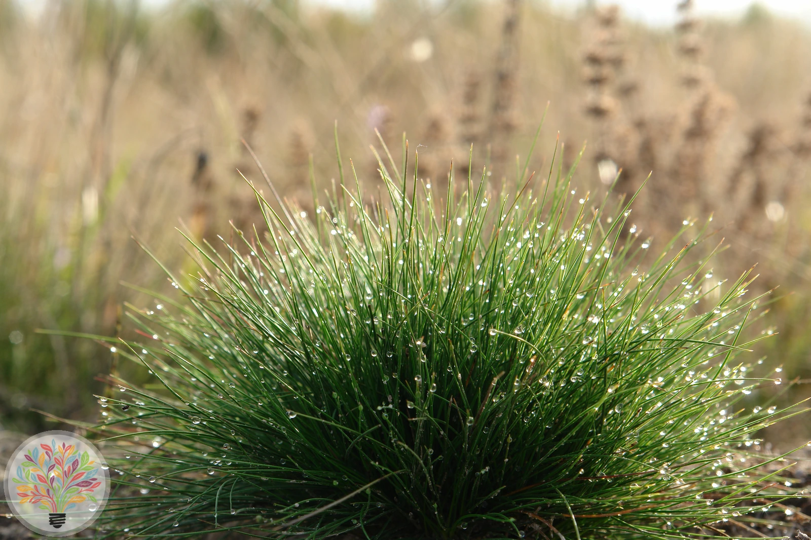 Rot-Schwingel – Bild 2 von 2