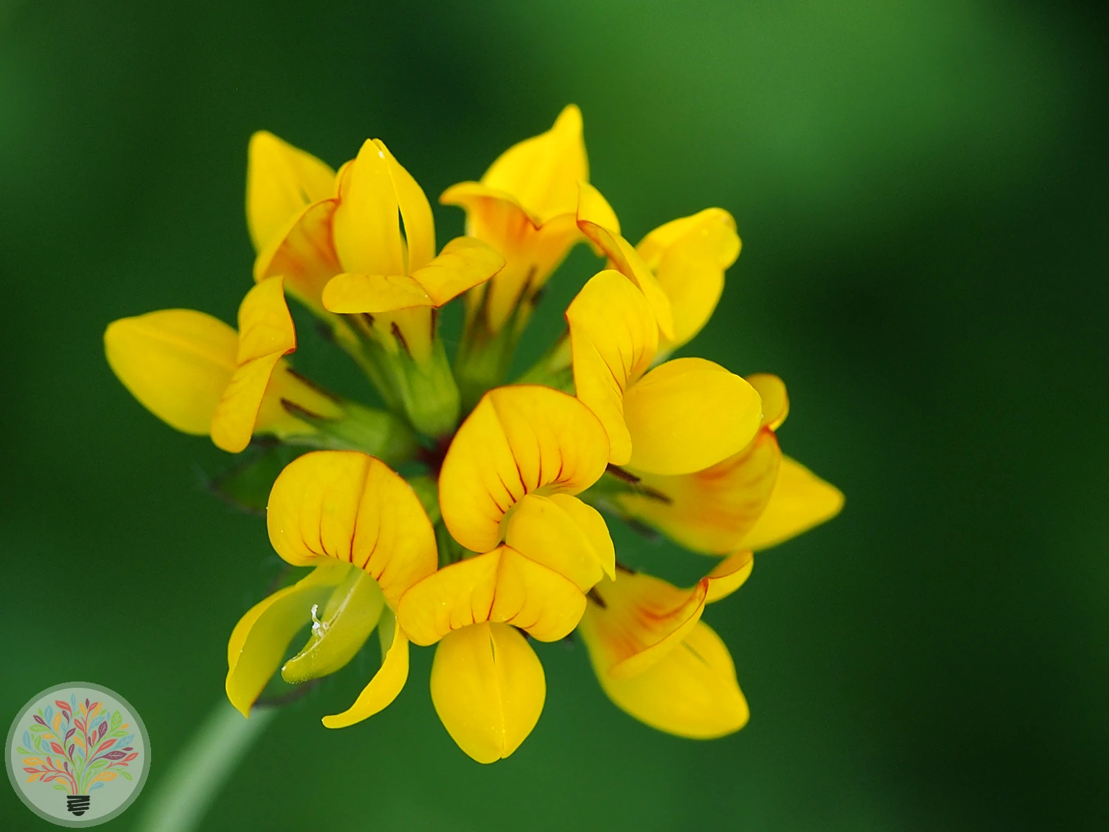 Gewöhnlicher Hornklee – Bild 1 von 3