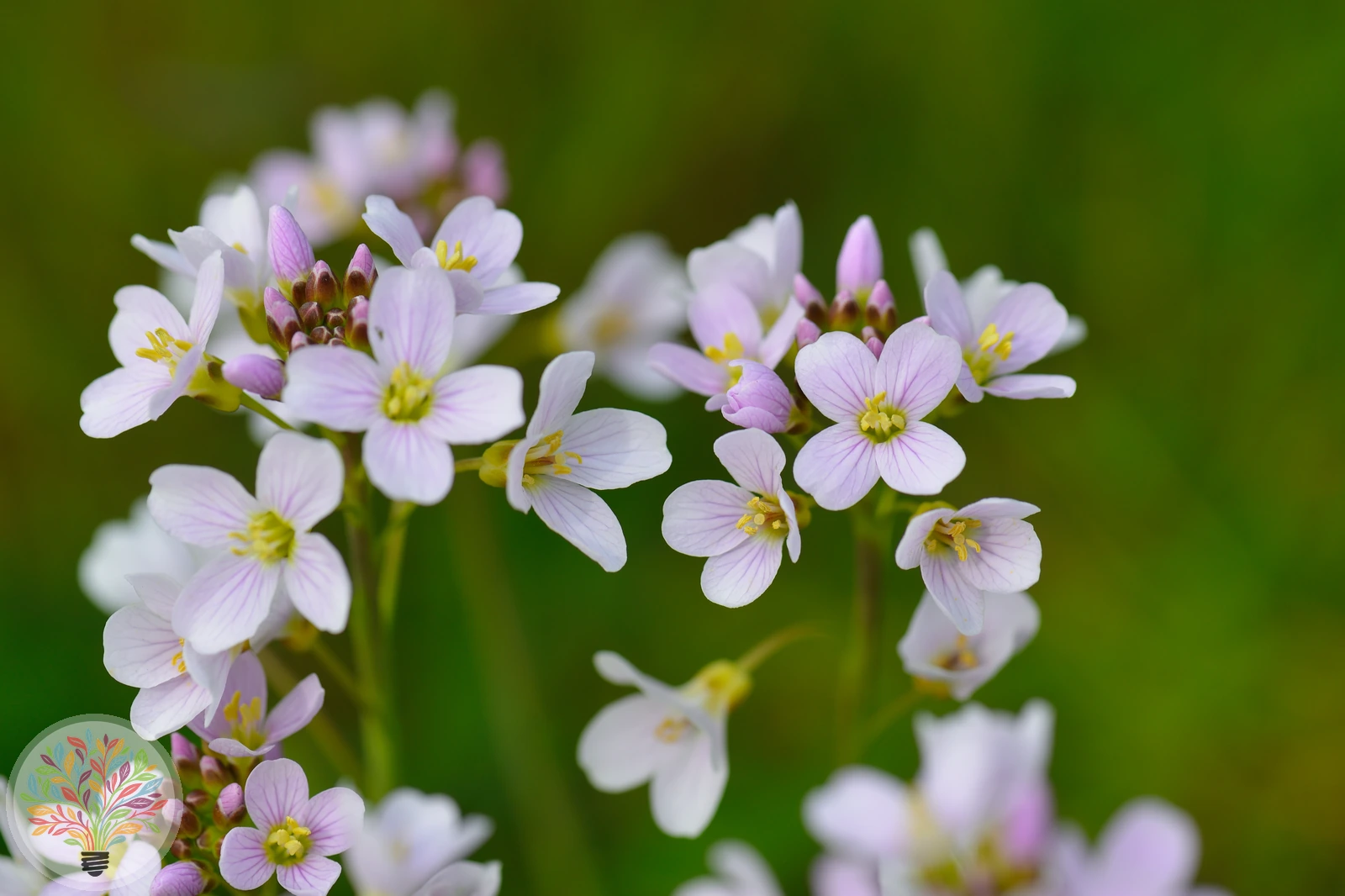 Wiesen-Schaumkraut – Bild 1 von 3