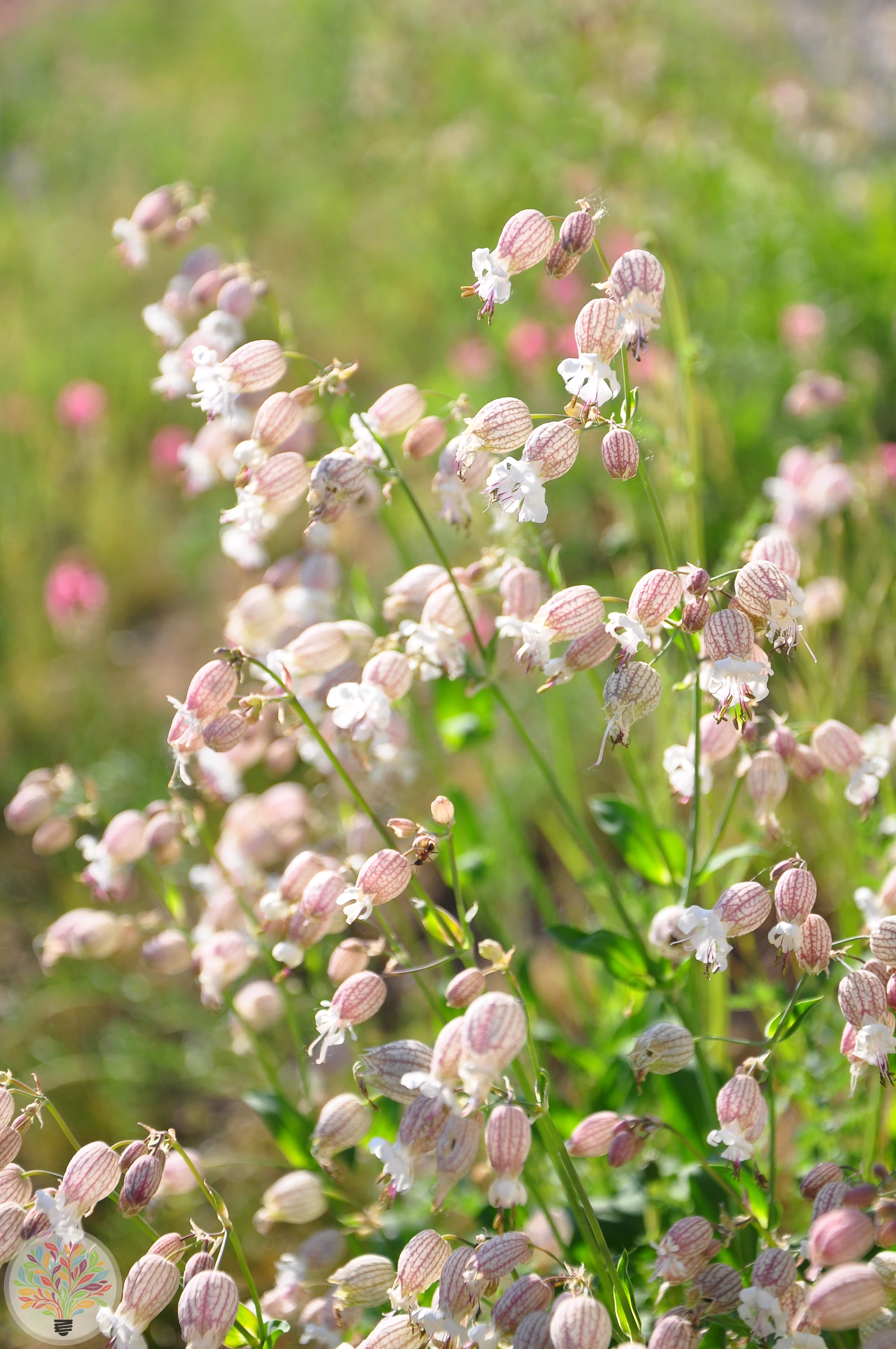 Gewöhnliches Leimkraut – Bild 1 von 2