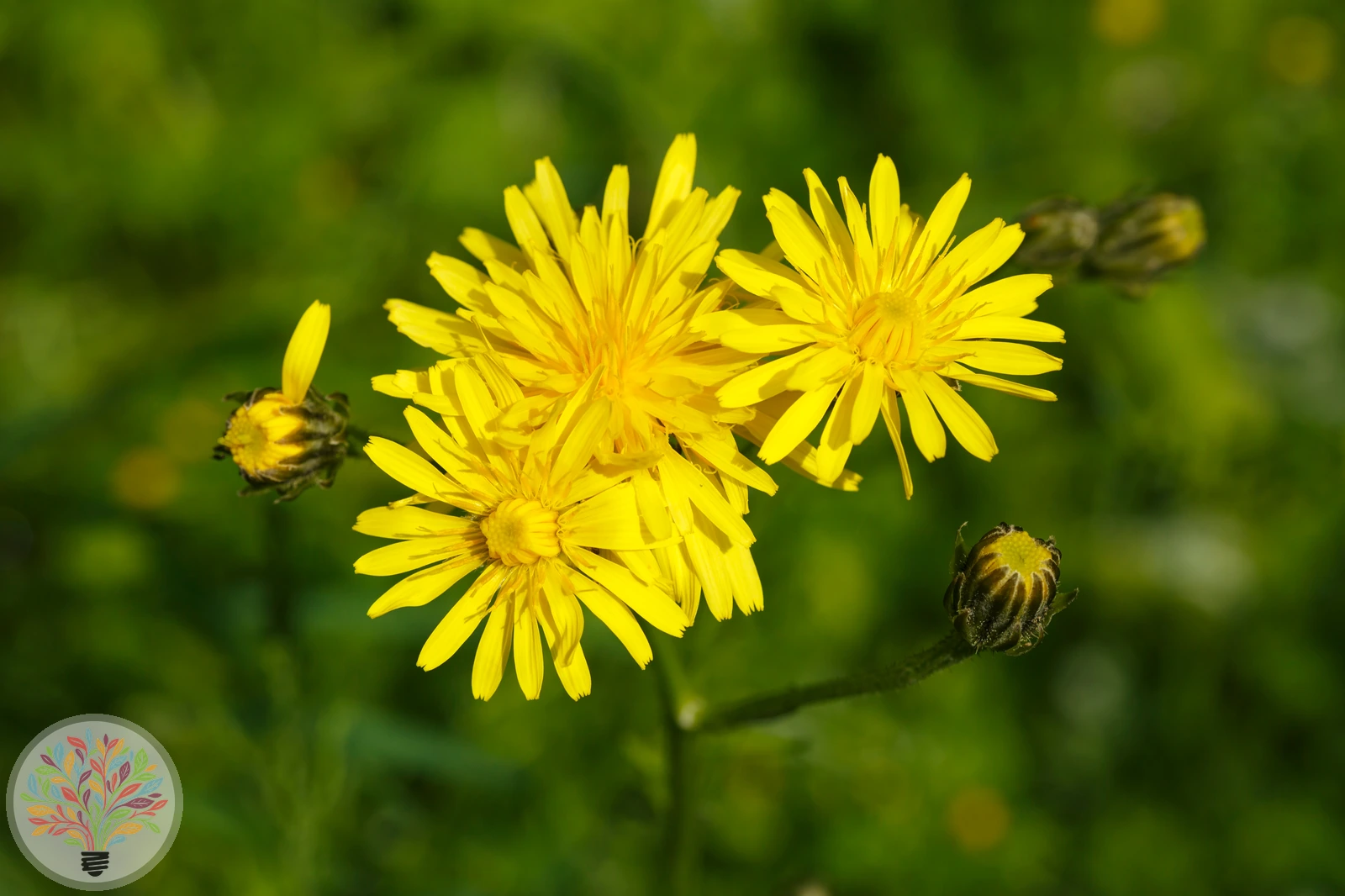 Wiesen-Pippau – Bild 1 von 3