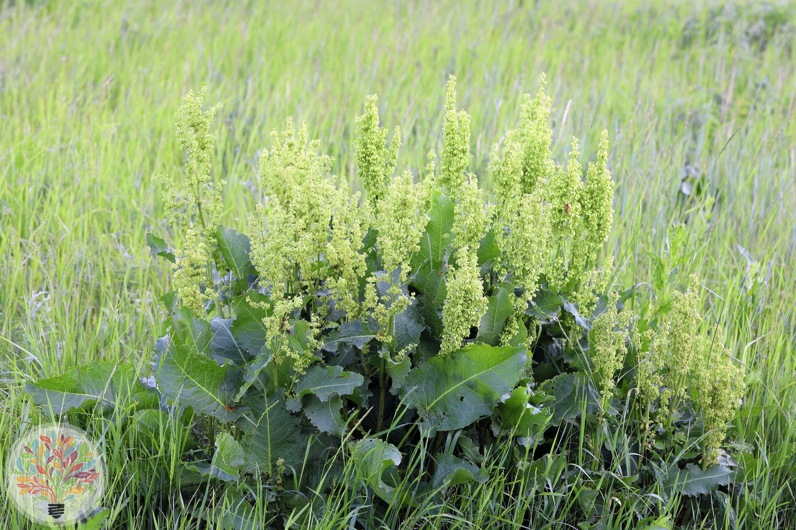 Wiesen-Sauer-Ampfer – Bild