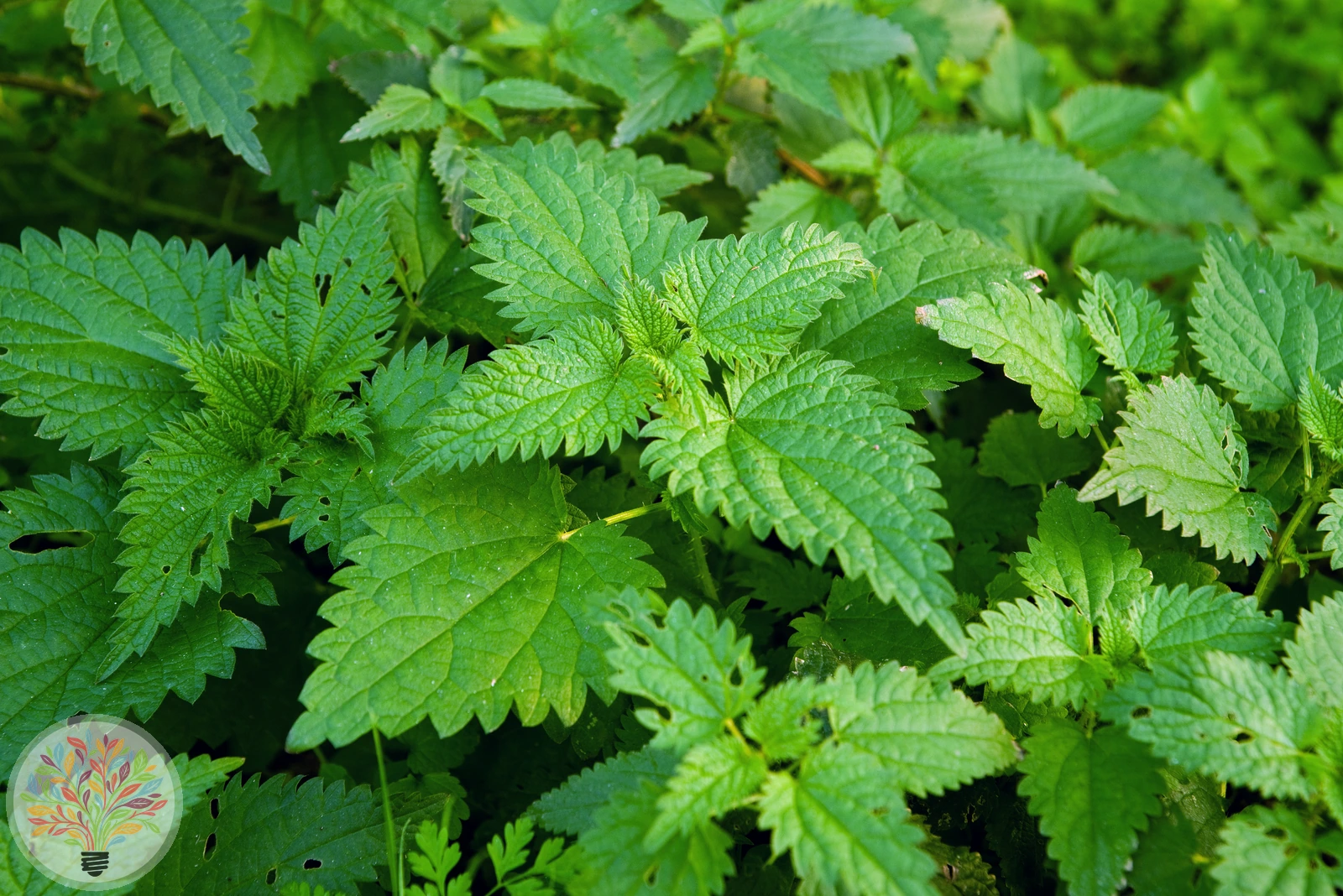 Große Brennnessel – Bild 1 von 2