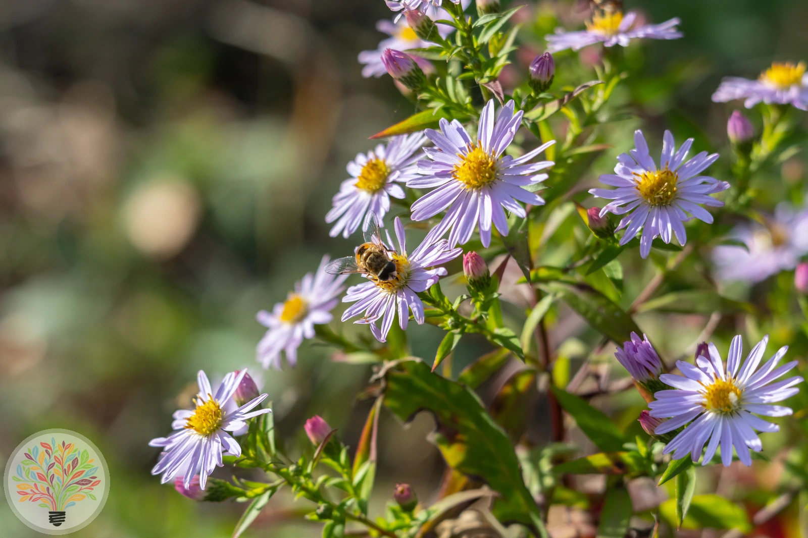 Aster amellus subsp. amellus – Bild