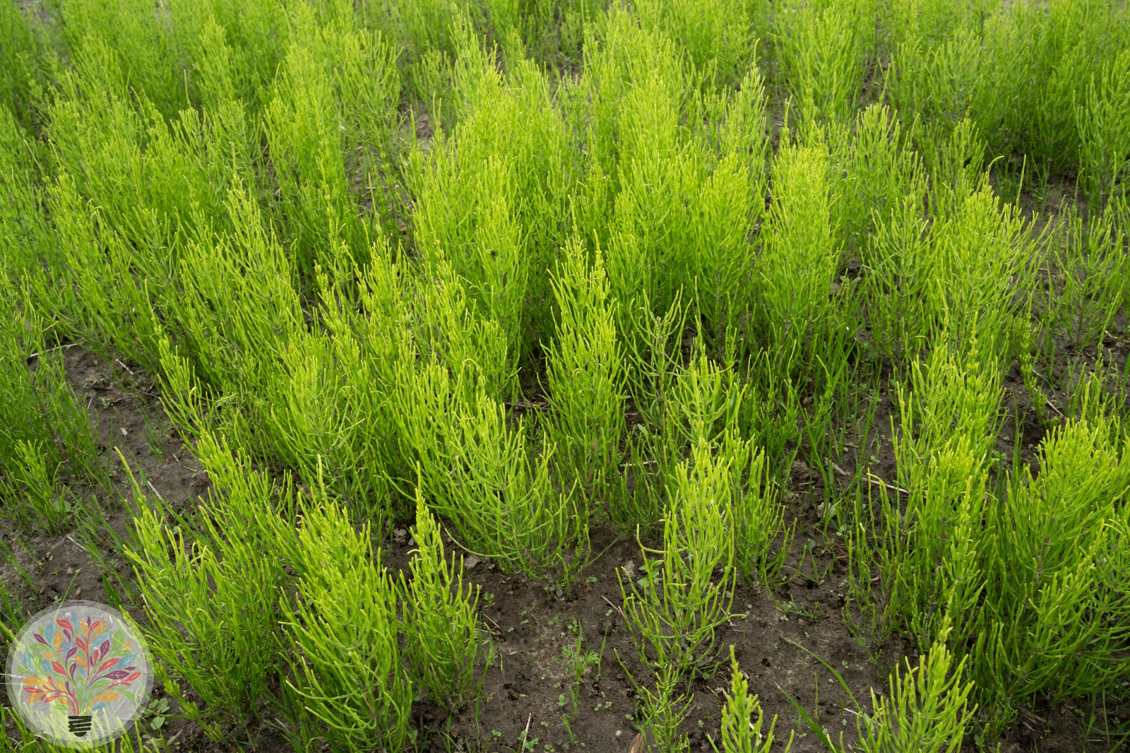 Acker-Schachtelhalm – Bild