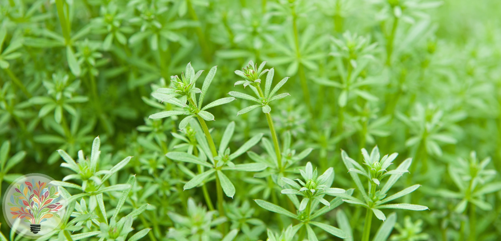 Kletten-Labkraut – Bild