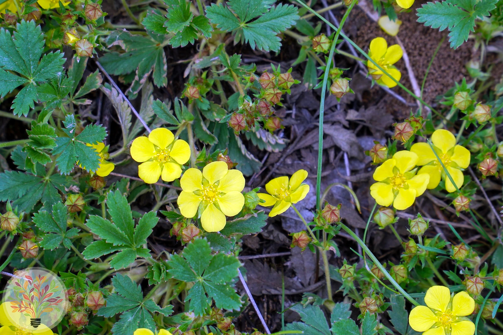 Sand-Fingerkraut – Bild