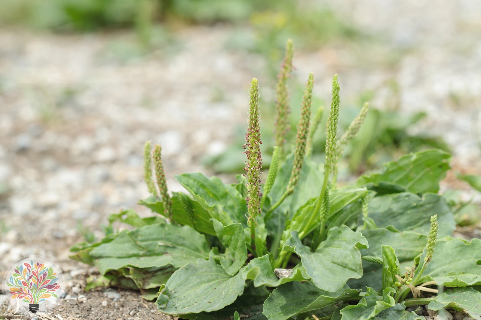 Breit-Wegerich – Bild 1 von 2