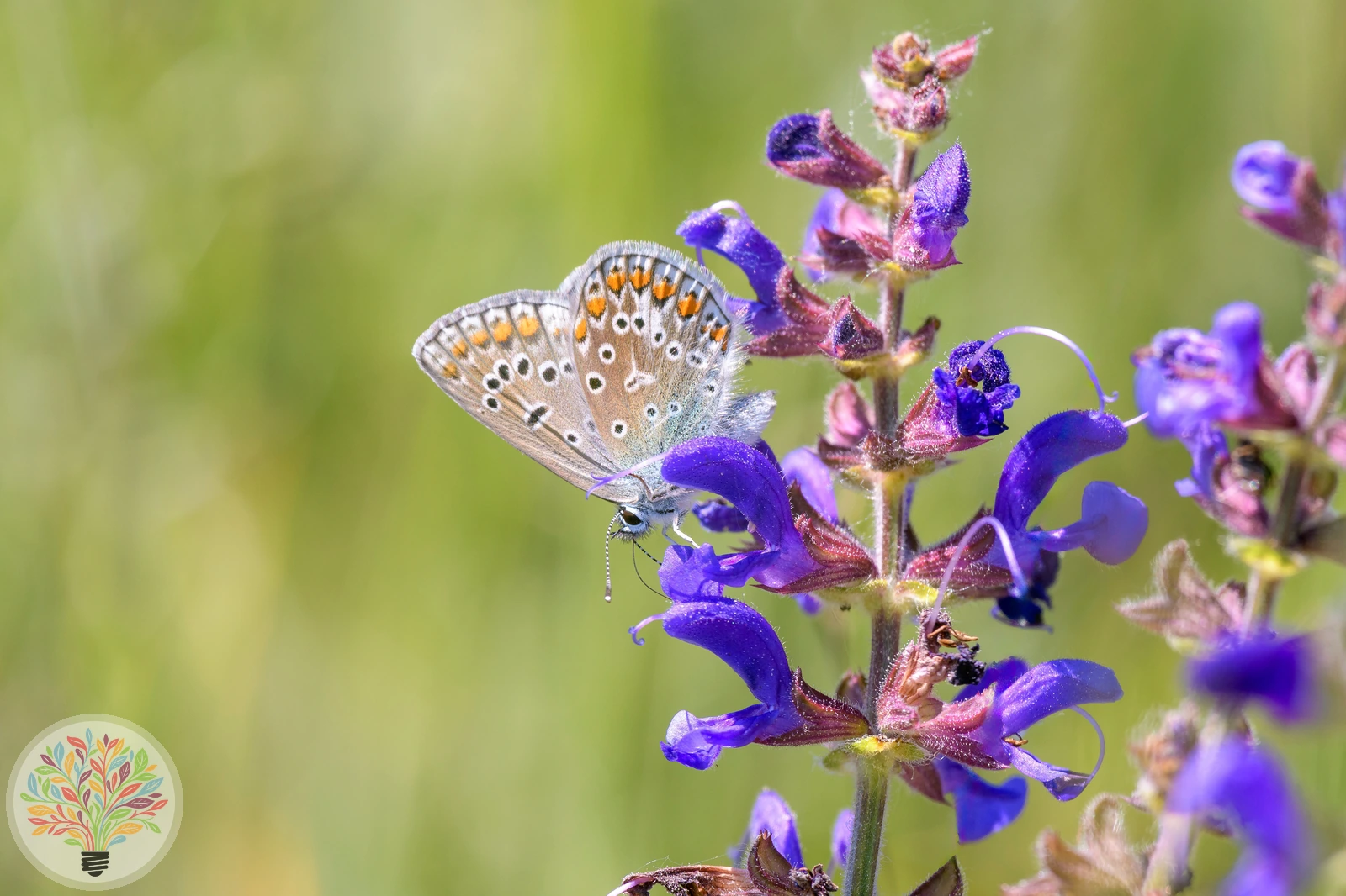 Wiesen-Salbei – Bild 2 von 2