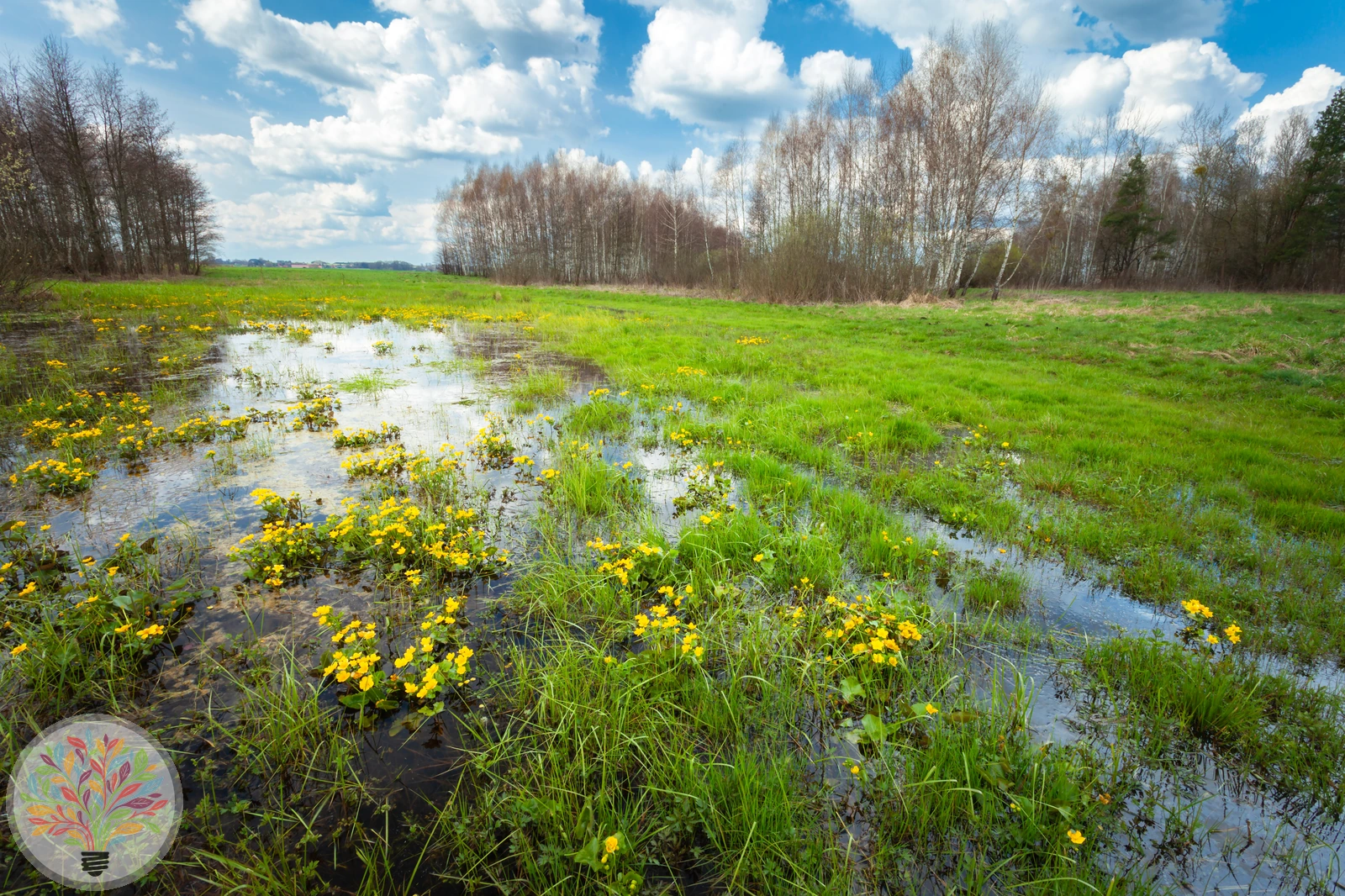 Sumpf-Schlangenwurz – Bild