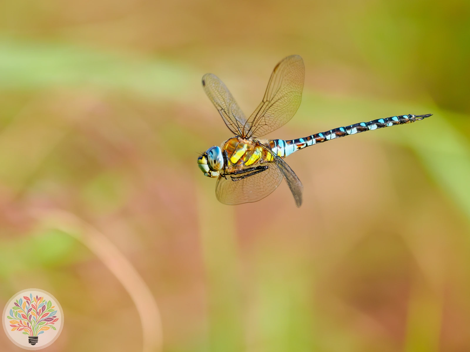 Aeshna affinis – Afbeelding 1 van 5