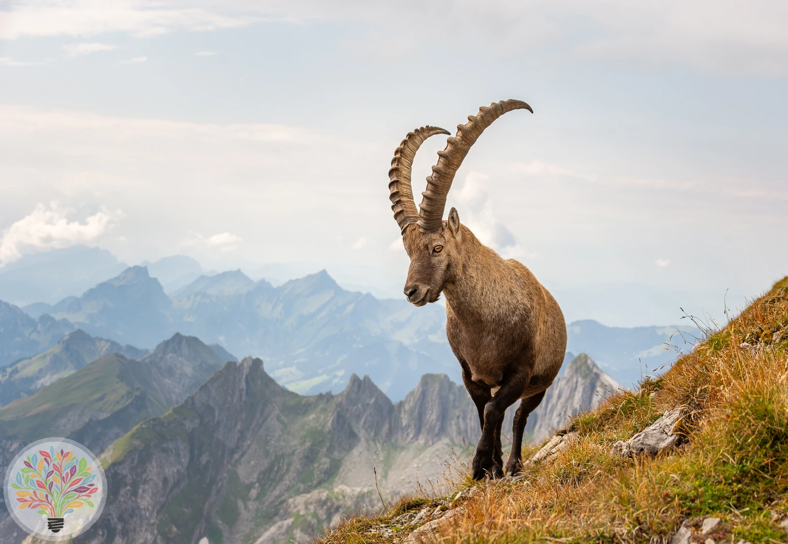 Alpensteinbock – Bild 1 von 4