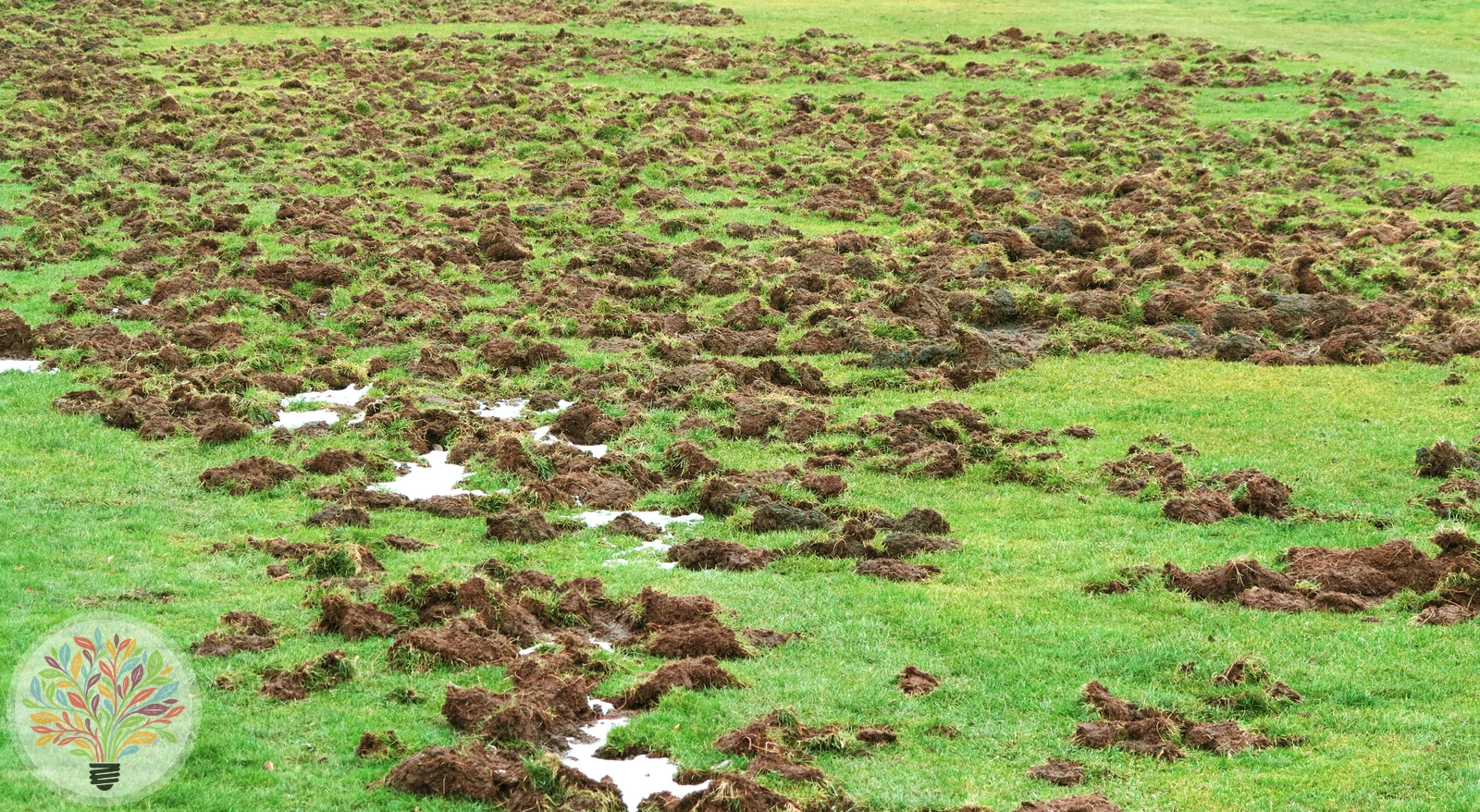 Wildschwein – Bild 1 von 5