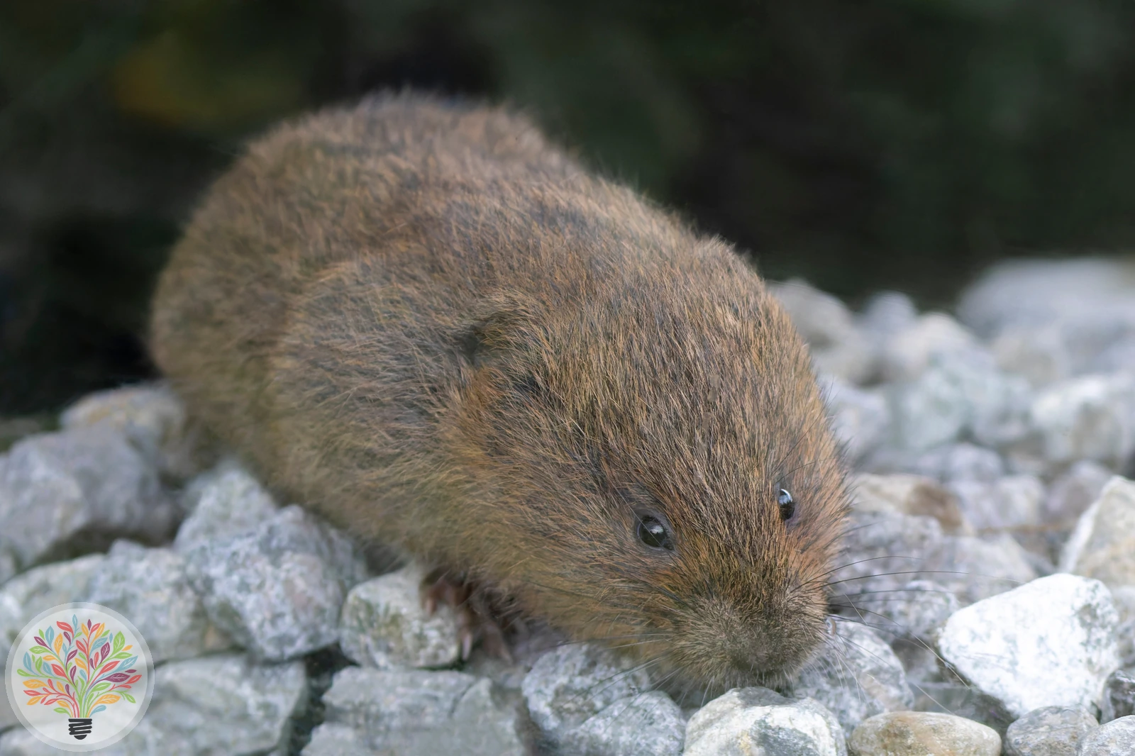 Schermaus – Bild 1 von 2