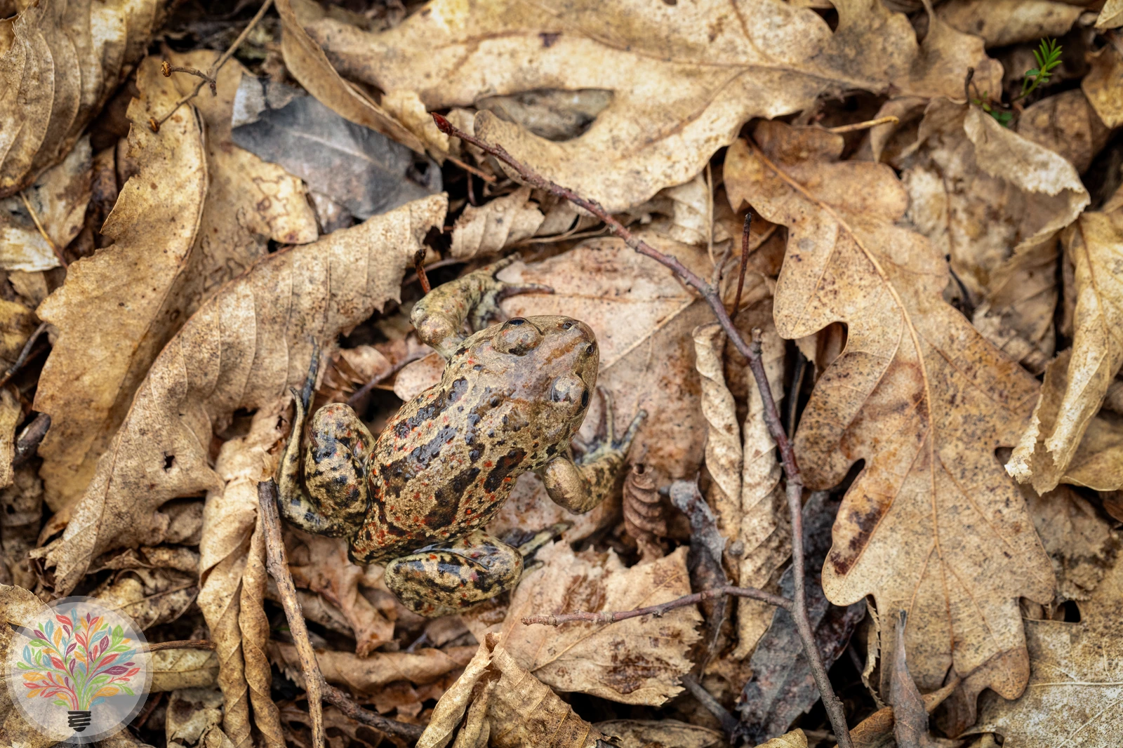 Knoblauchkröte – Bild 1 von 4