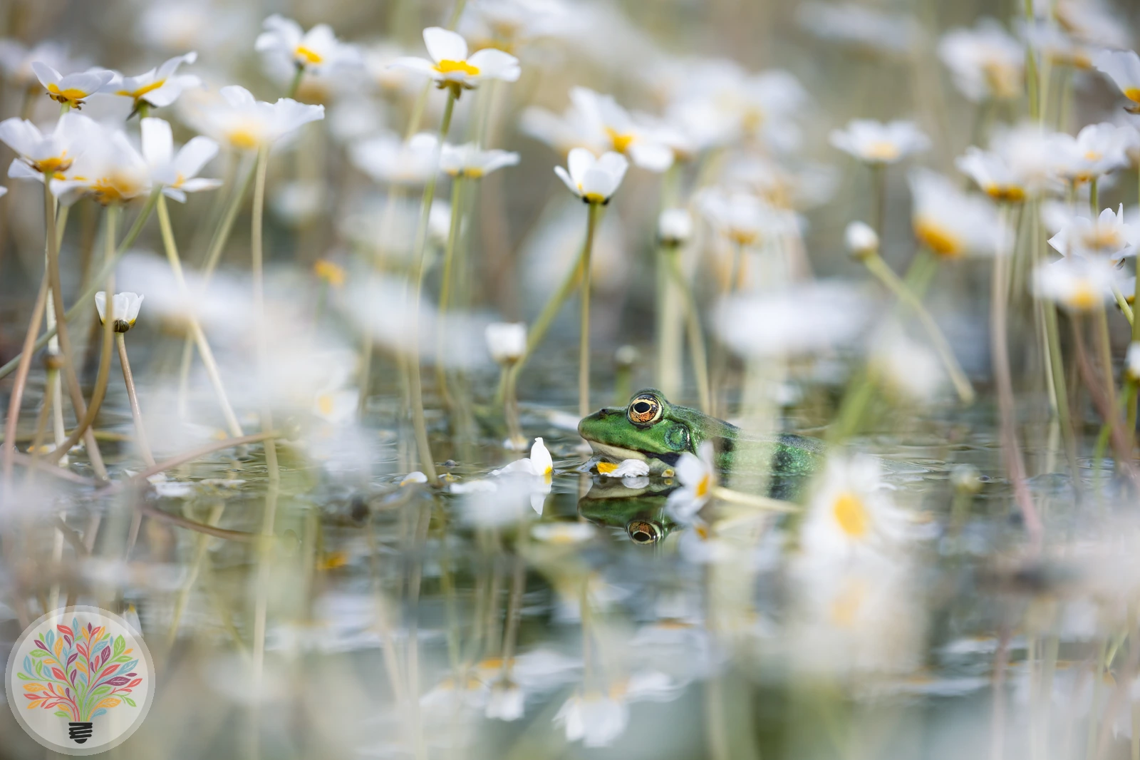 Teichfrosch – Bild 1 von 3