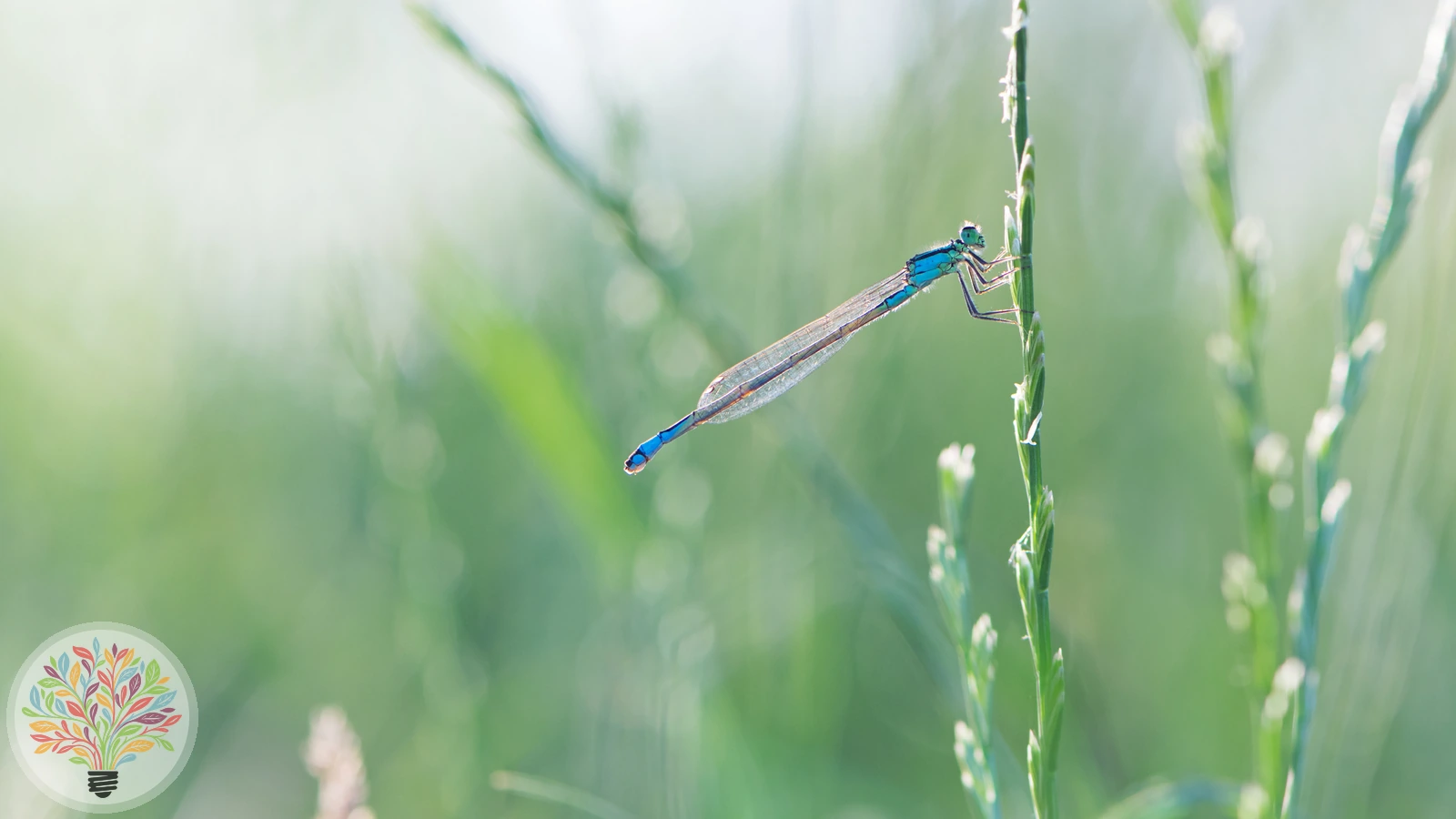 Mercuurwaterjuffer – Afbeelding 1 van 5
