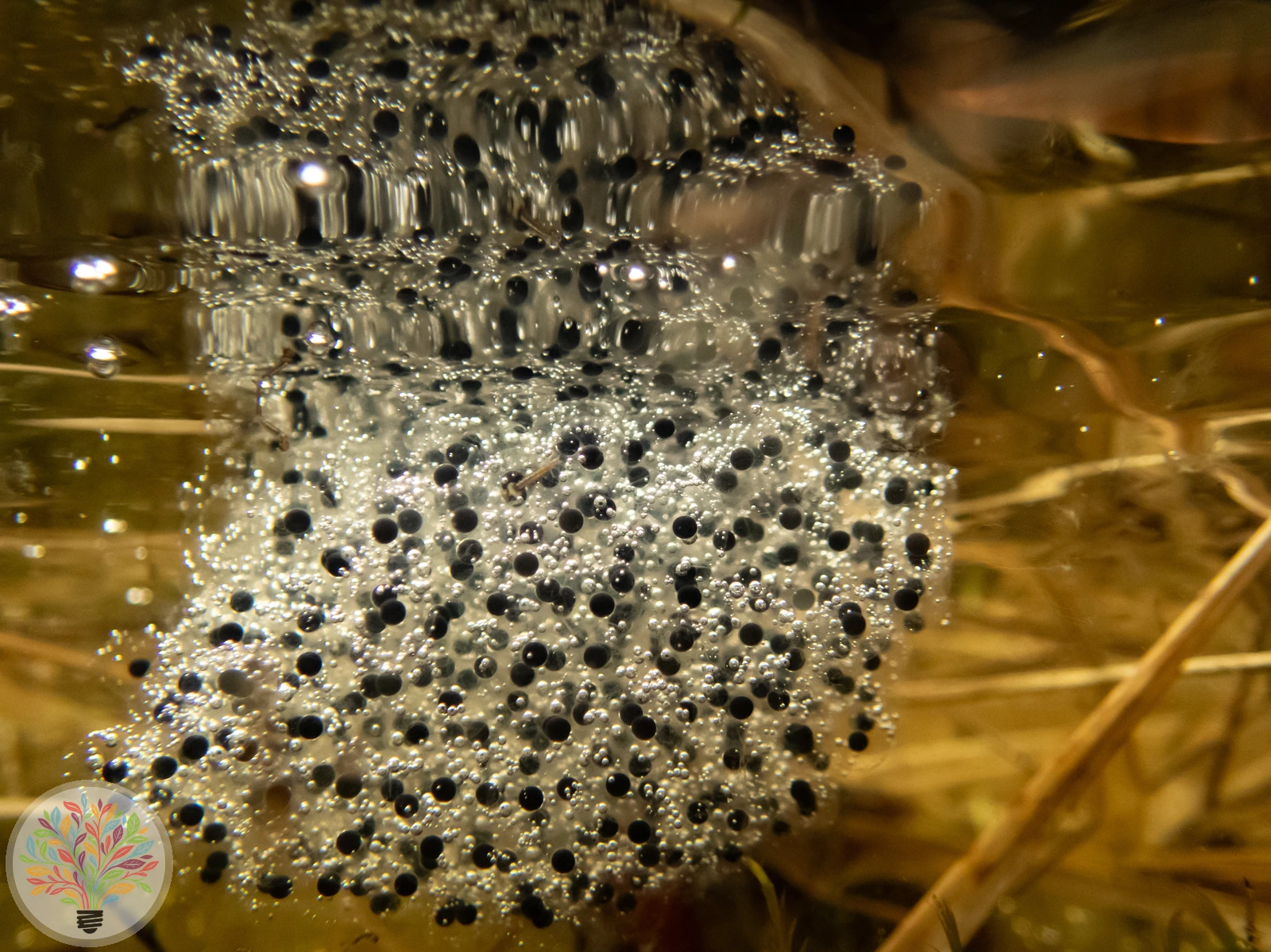 Moorfrosch – Bild 1 von 4