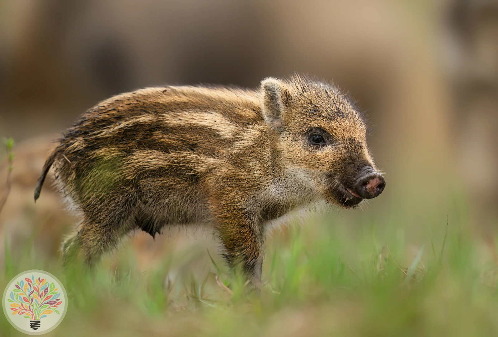 Wildschwein – Bild 2 von 5