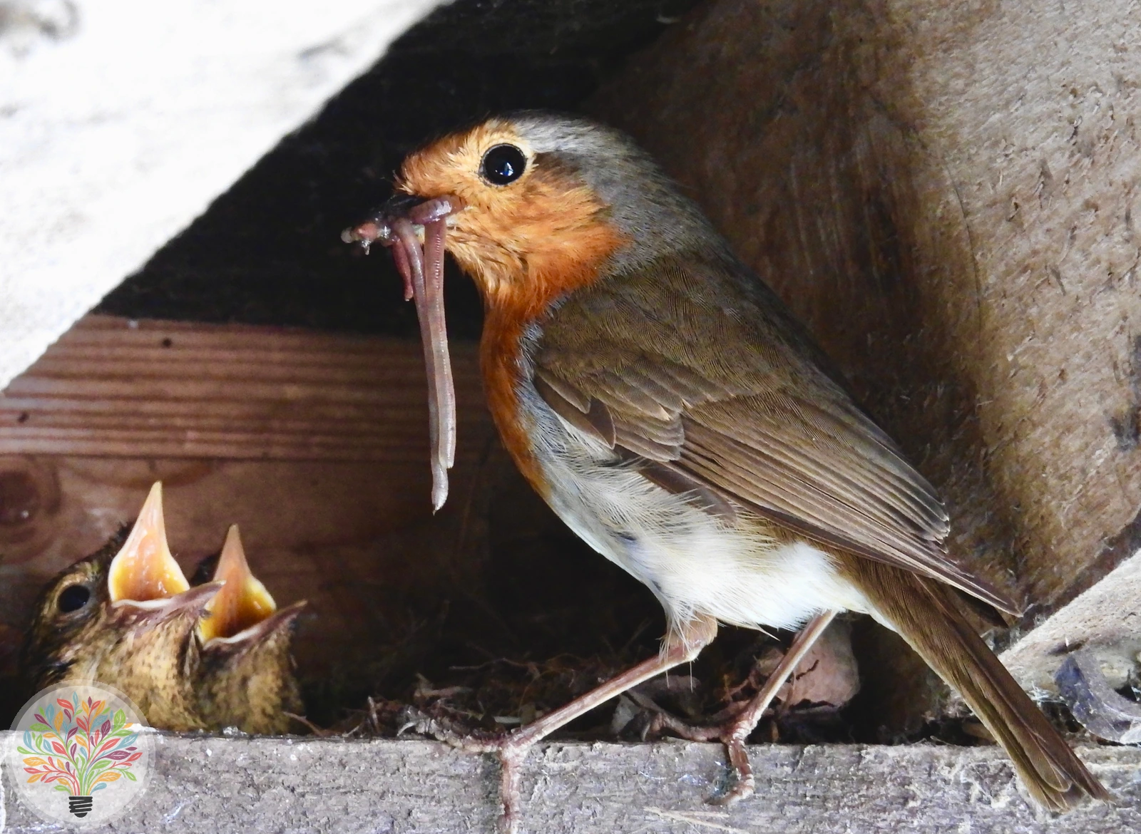 Erithacus rubecula – Imagine 4 din 6