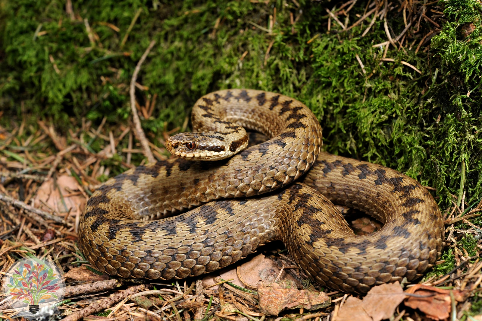 Kreuzotter – Bild 2 von 2