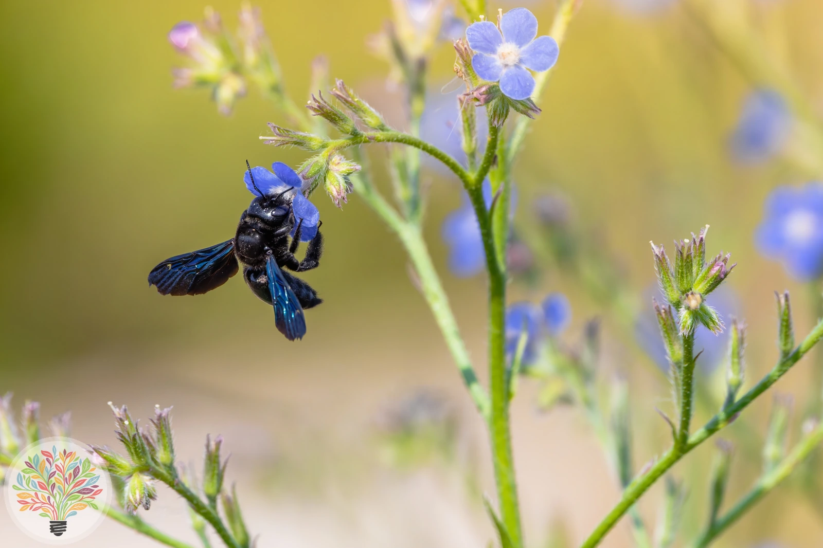 Blaue Holzbiene – Bild 2 von 4