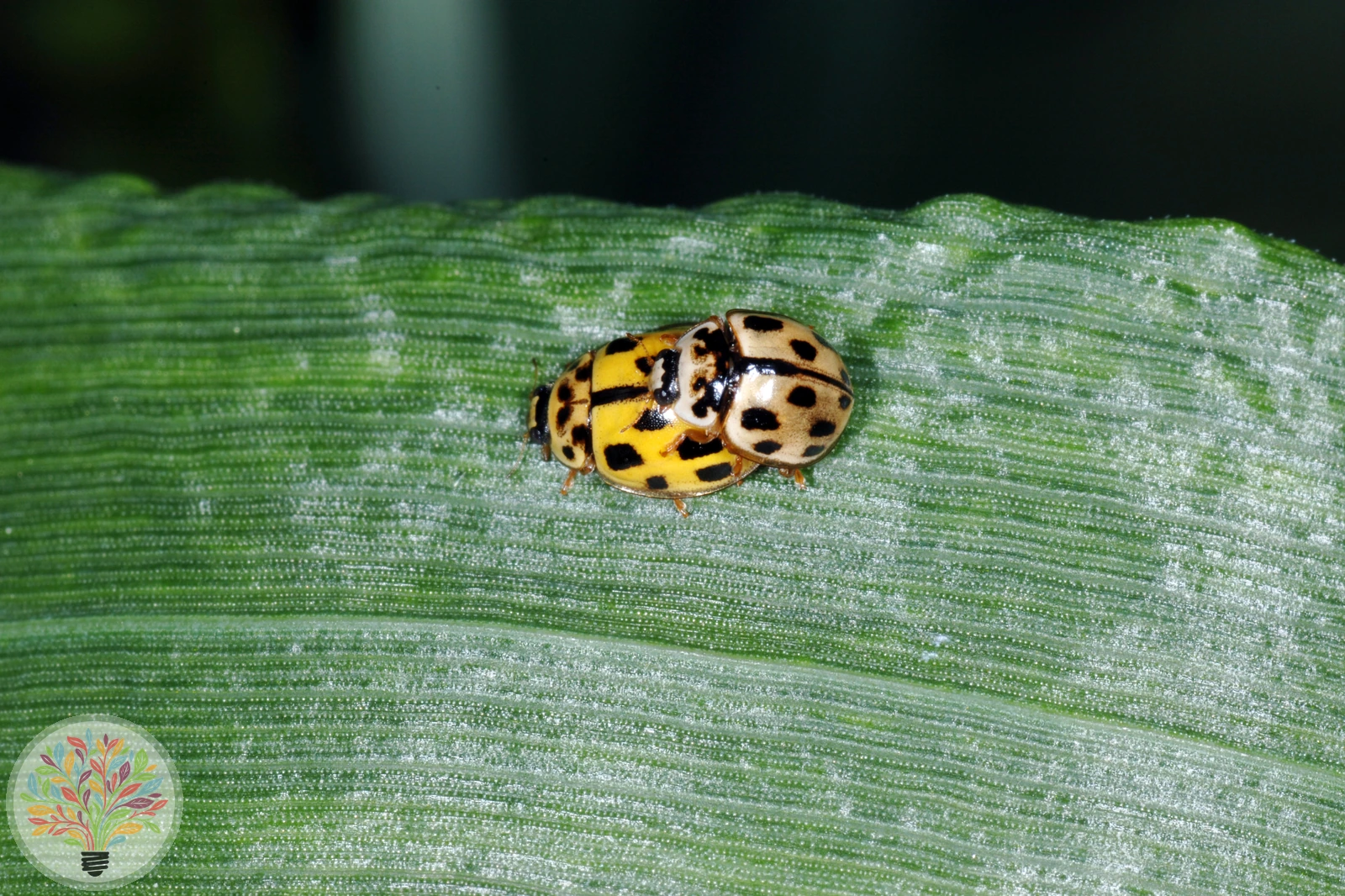 Sechzehnfleckiger Kugelmarienkäfer – Bild 3 von 3