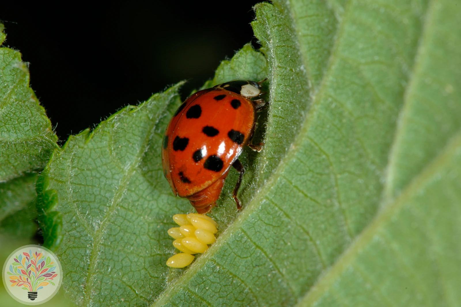 Asiatischer Marienkäfer – Bild 3 von 5