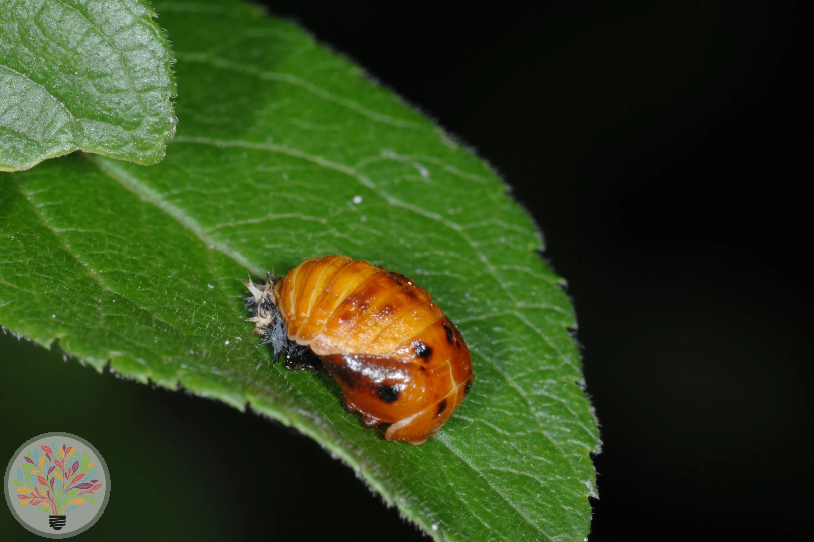 Coccinella septempunctata – Afbeelding 5 van 5